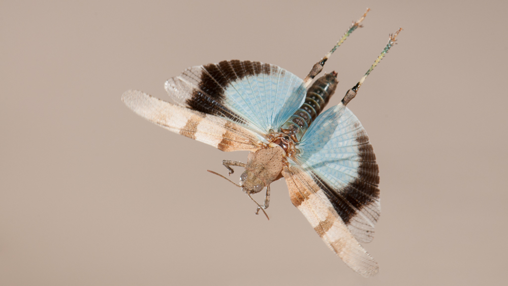 Blauwvleugelsprinkhaan