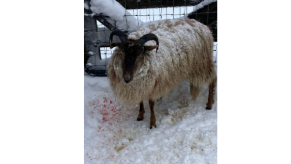 De aanvallen gebeuren sinds de winter regelmatig.