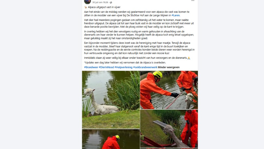 De brandweer over de reddingsactie van de alpaca