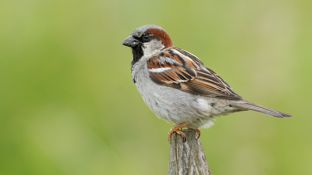 De Huismus heeft het zwaar in verstedelijkt gebied