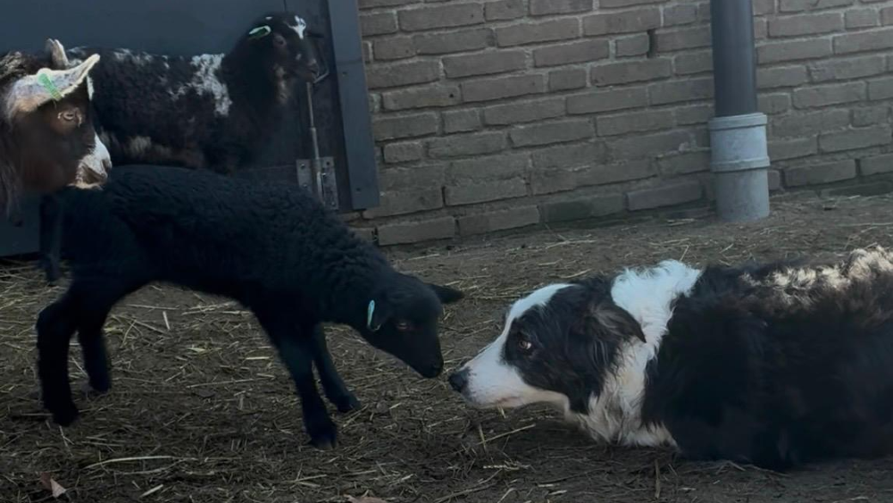 De lammetjes moeten nog even wennen aan de herdershond.