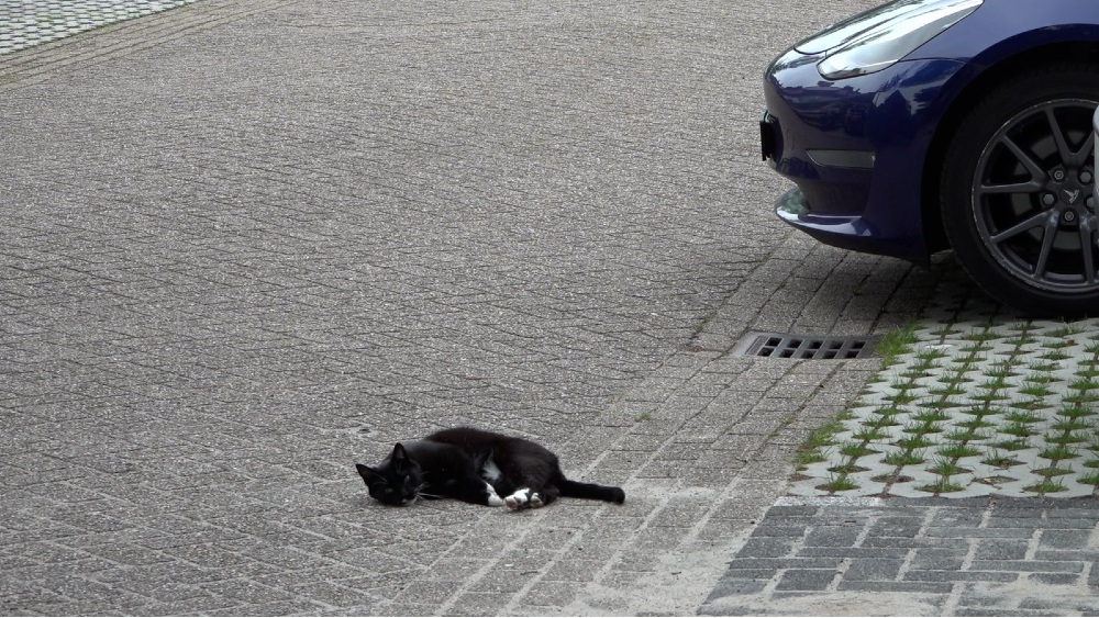 De lokale kat is wel blij met de bestrating.