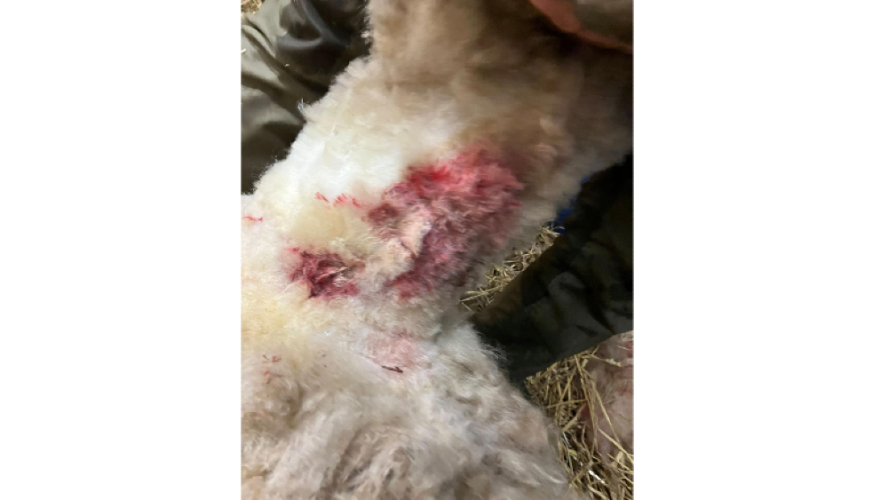 De wonden van het geredde schaap.