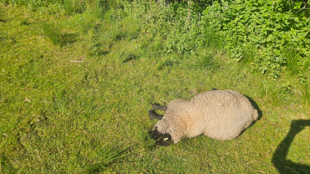 Een van de gedode schapen.