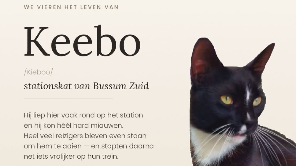 Gedeelte van een In Memoriam over kat Keebo
