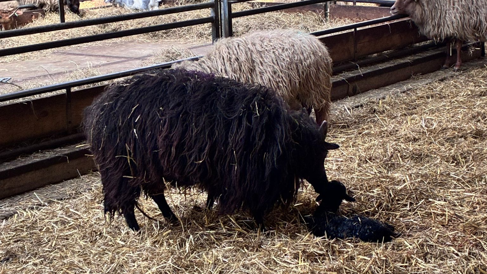 Het laatstgeboren lammetje van het seizoen.