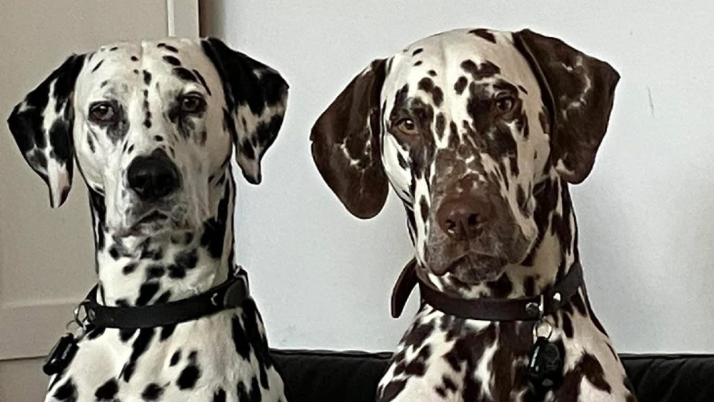 Kensi en Nacho