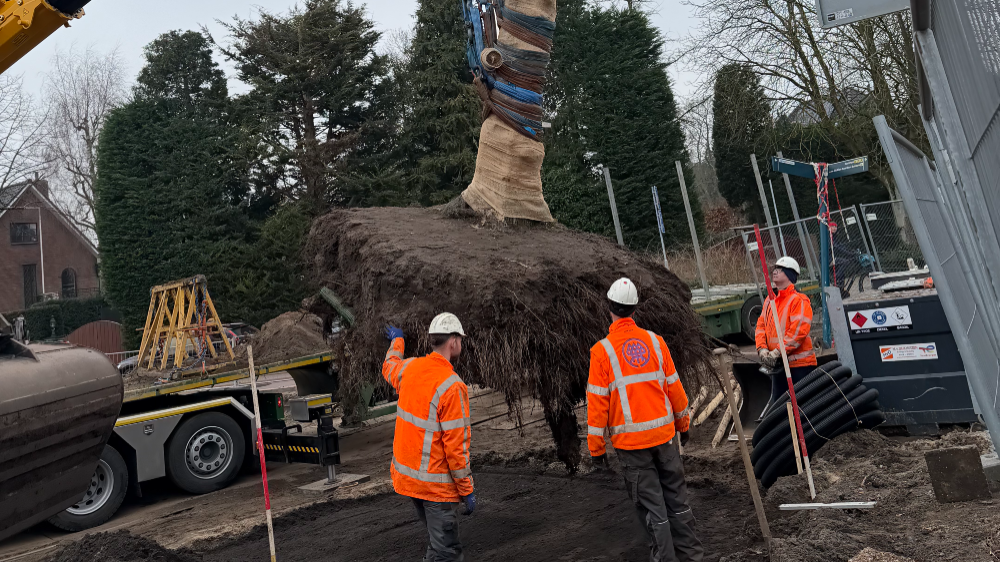 Linde krijgt nieuwe plek