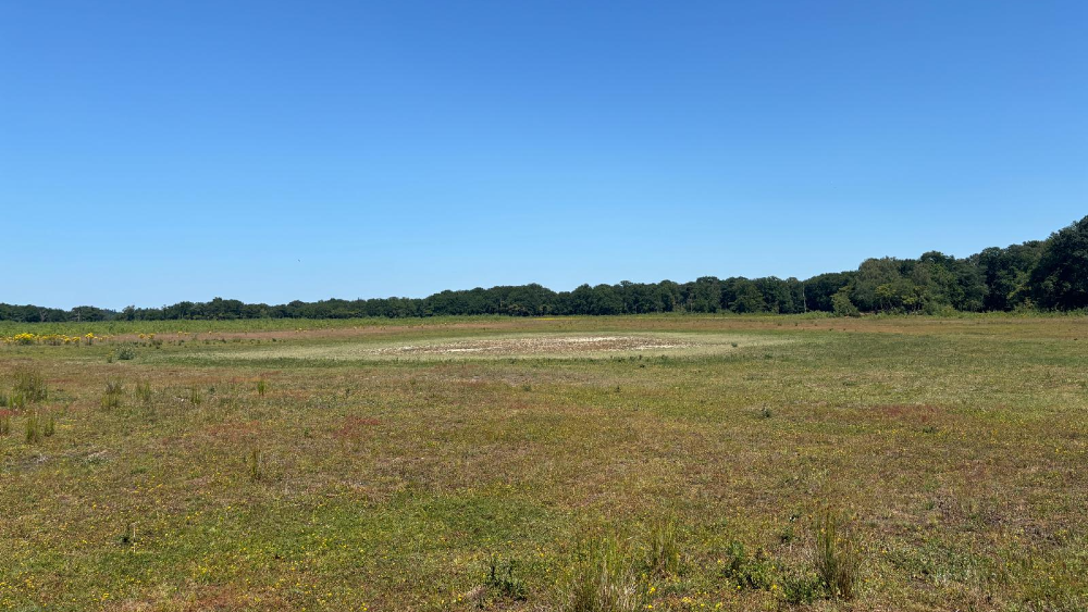 Opgedroogde Heide