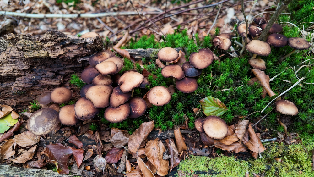 Paddenstoelen op een stam