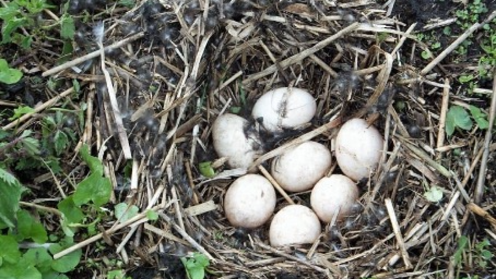 Vogelnest met eieren